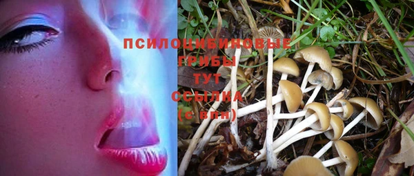 PSILOCYBIN Алексеевка
